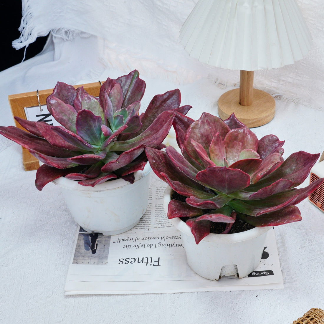 8'' Echeveria Diamond Variegated, Rare Live Succulent Plants
