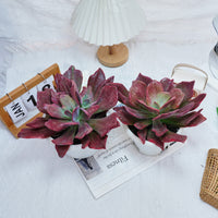 8'' Echeveria Diamond Variegated, Rare Live Succulent Plants