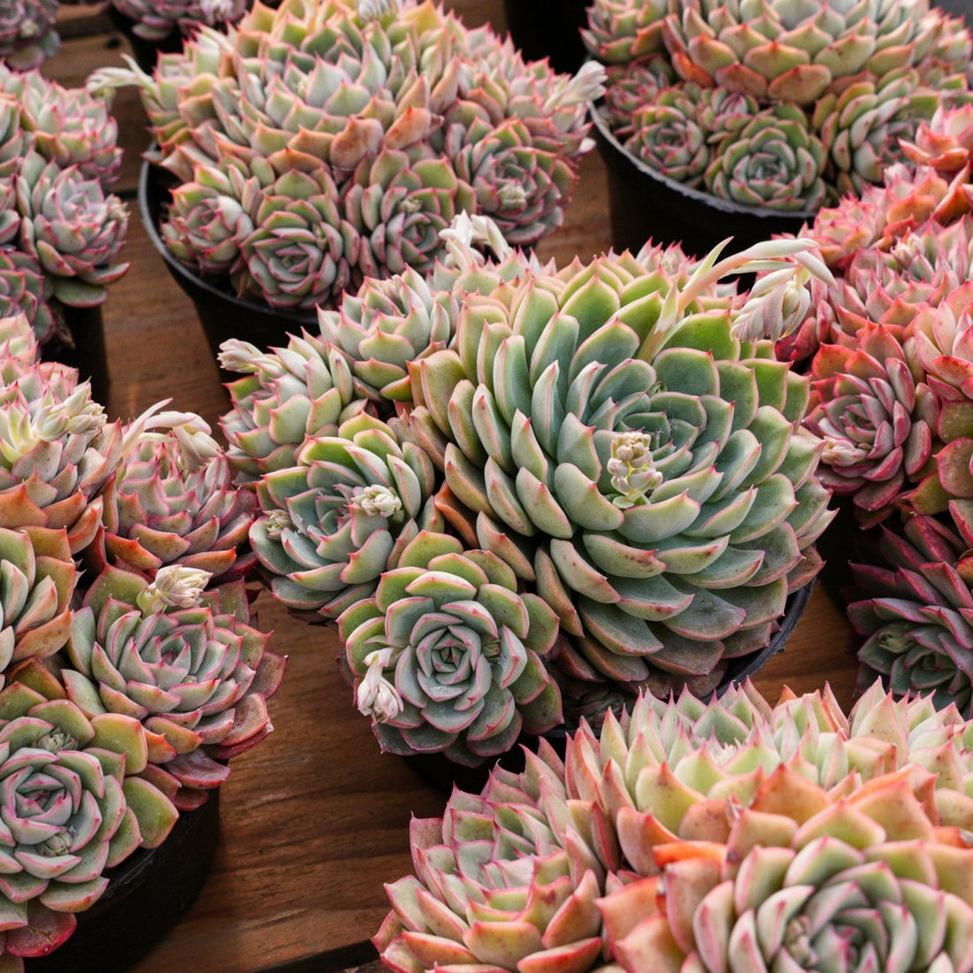 6'' Echeveria Egeria, Rare Live Succulent Plants