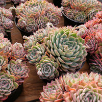 6'' Echeveria Egeria, Rare Live Succulent Plants