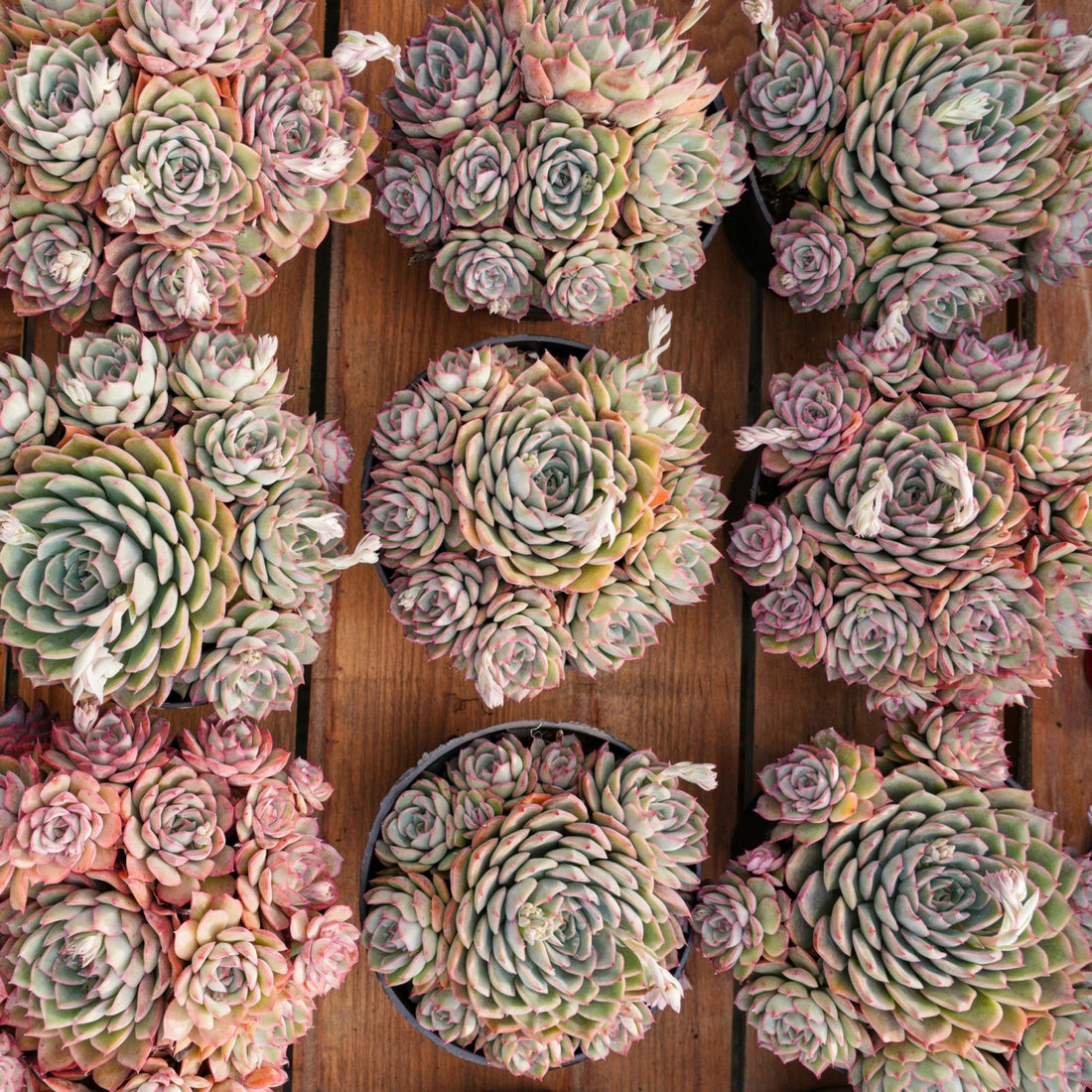 6'' Echeveria Egeria, Rare Live Succulent Plants