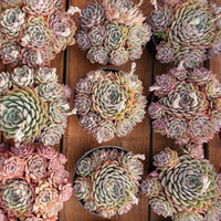6'' Echeveria Egeria, Rare Live Succulent Plants