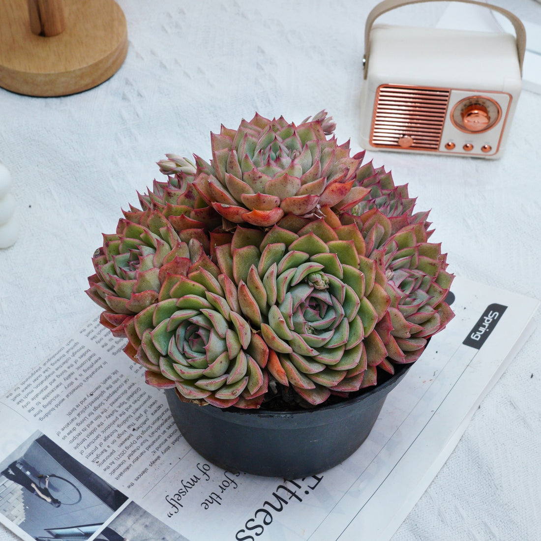 6'' Echeveria Egeria, Rare Live Succulent Plants