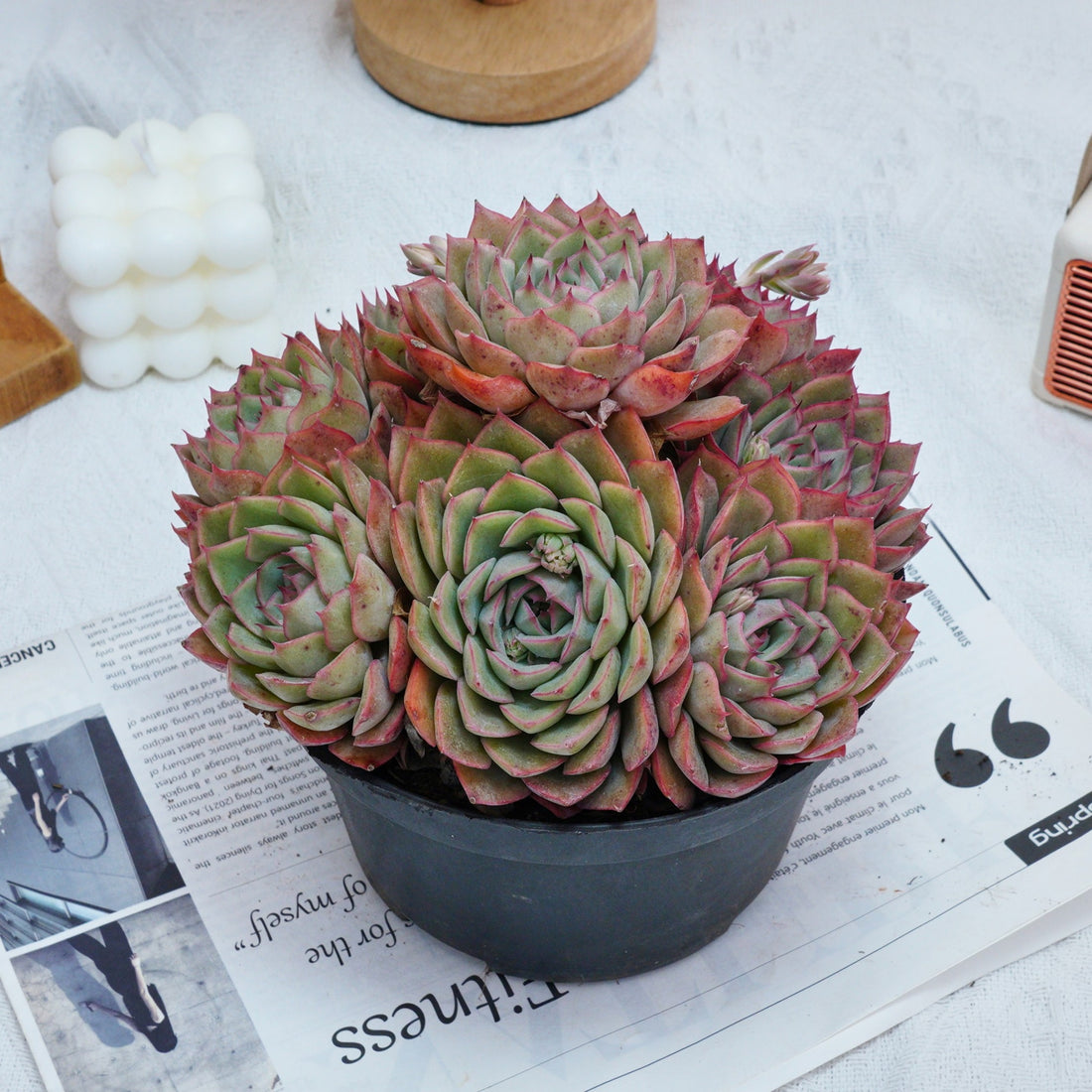 6'' Echeveria Egeria, Rare Live Succulent Plants