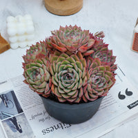 6'' Echeveria Egeria, Rare Live Succulent Plants