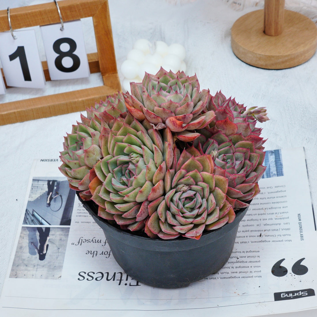 6'' Echeveria Egeria, Rare Live Succulent Plants