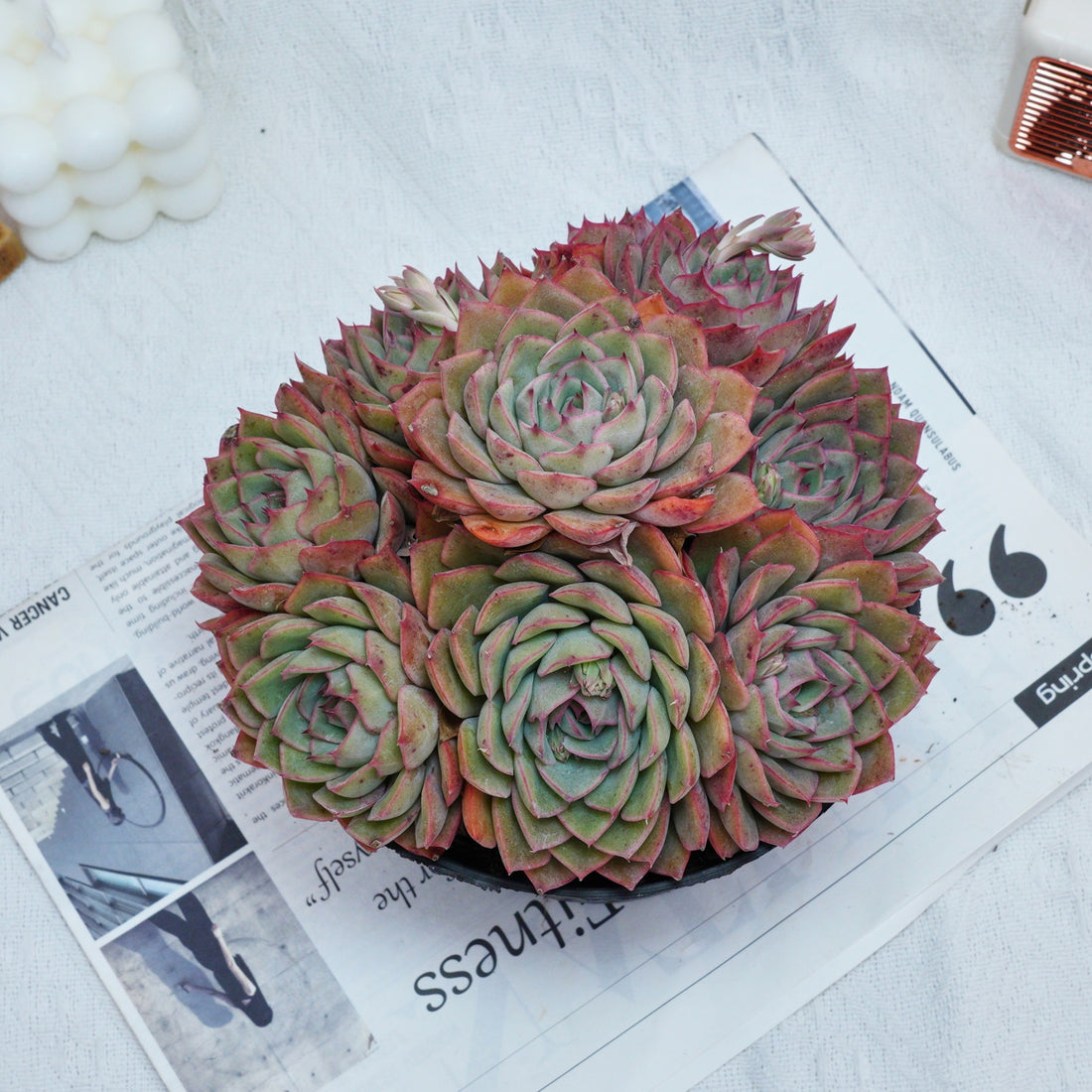 6'' Echeveria Egeria, Rare Live Succulent Plants
