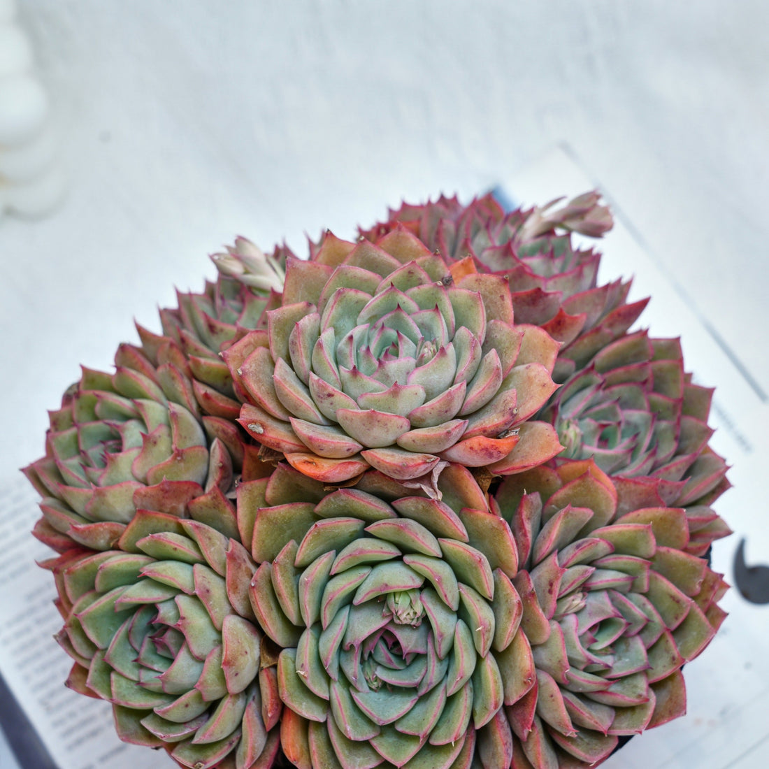 6'' Echeveria Egeria, Rare Live Succulent Plants