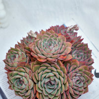 6'' Echeveria Egeria, Rare Live Succulent Plants