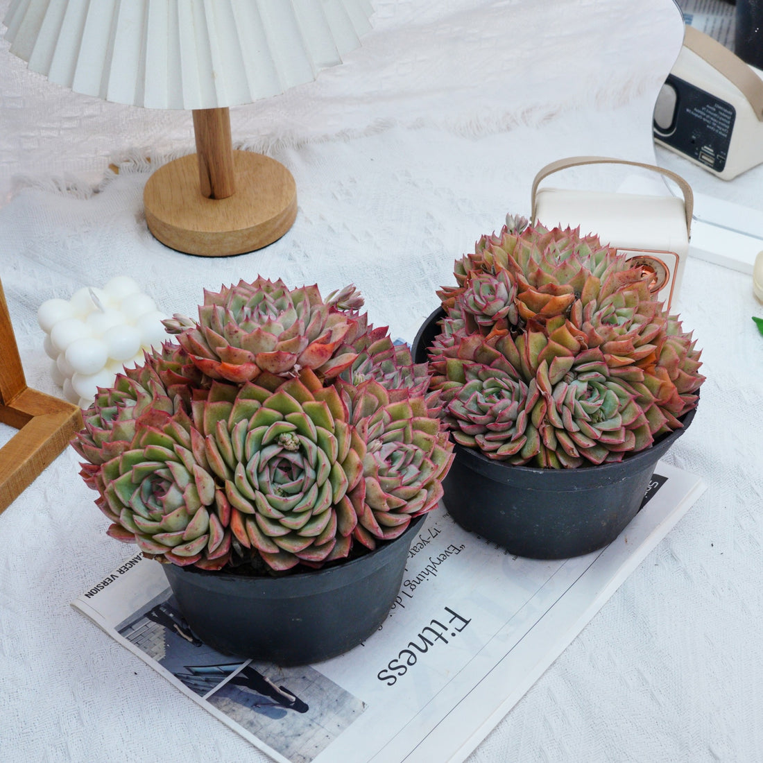 6'' Echeveria Egeria, Rare Live Succulent Plants