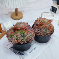 6'' Echeveria Egeria, Rare Live Succulent Plants