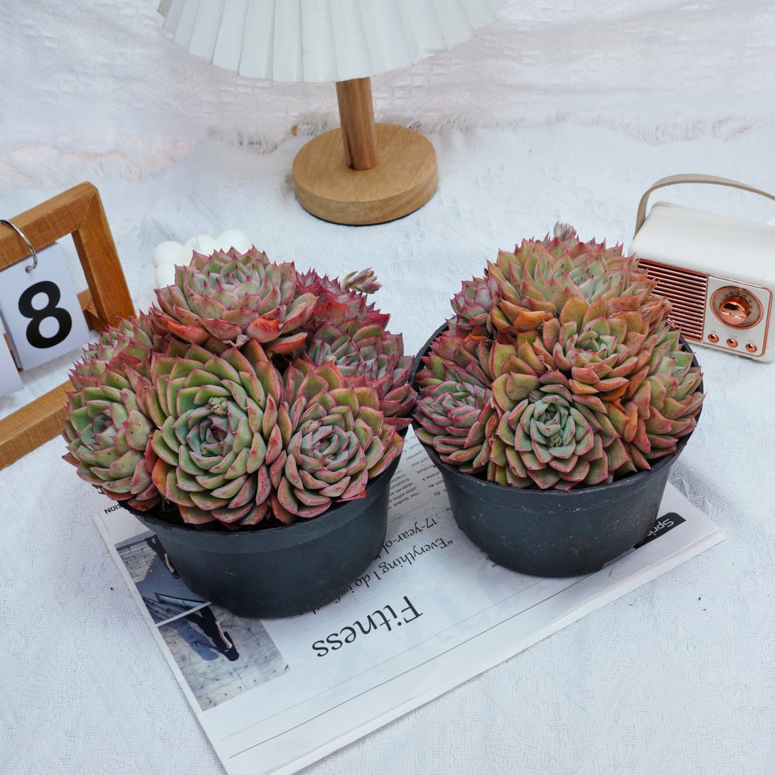 6'' Echeveria Egeria, Rare Live Succulent Plants