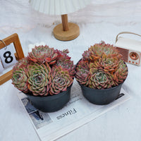 6'' Echeveria Egeria, Rare Live Succulent Plants