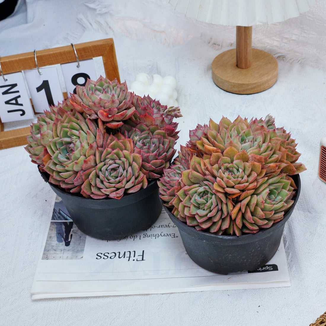 6'' Echeveria Egeria, Rare Live Succulent Plants