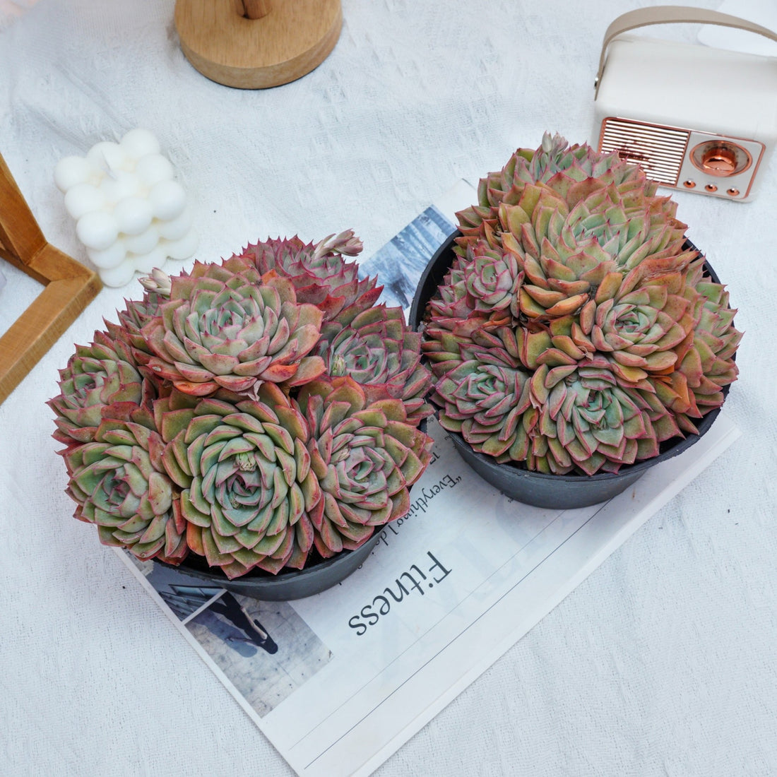 6'' Echeveria Egeria, Rare Live Succulent Plants