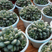 7'' Graptoveria Amethorum, Rare Live Succulent Plants