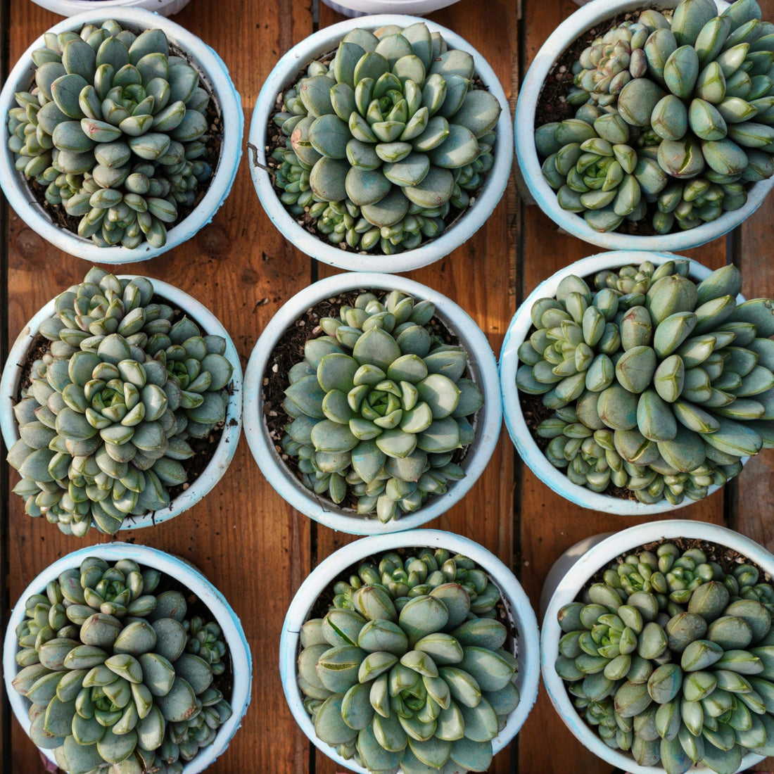 7'' Graptoveria Amethorum, Rare Live Succulent Plants