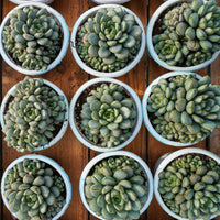 7'' Graptoveria Amethorum, Rare Live Succulent Plants