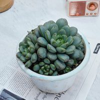 7'' Graptoveria Amethorum, Rare Live Succulent Plants