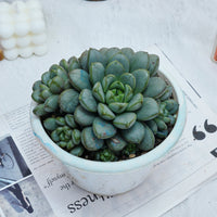 7'' Graptoveria Amethorum, Rare Live Succulent Plants