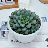 7'' Graptoveria Amethorum, Rare Live Succulent Plants