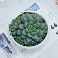 7'' Graptoveria Amethorum, Rare Live Succulent Plants