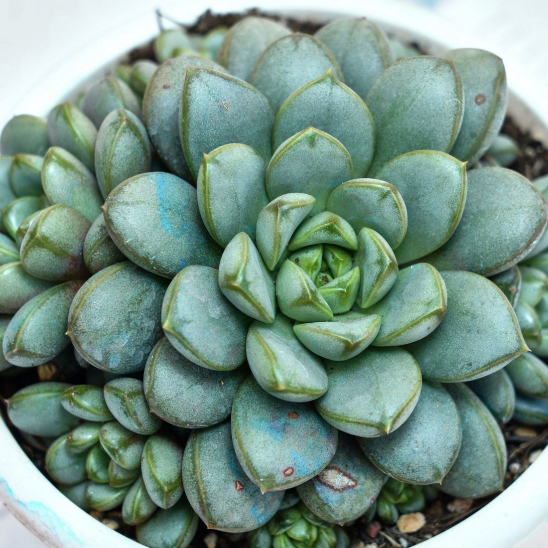 7'' Graptoveria Amethorum, Rare Live Succulent Plants