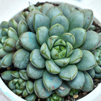 7'' Graptoveria Amethorum, Rare Live Succulent Plants