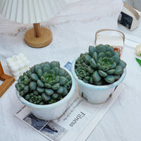 7'' Graptoveria Amethorum, Rare Live Succulent Plants
