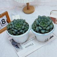 7'' Graptoveria Amethorum, Rare Live Succulent Plants