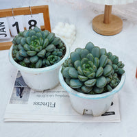 7'' Graptoveria Amethorum, Rare Live Succulent Plants