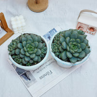 7'' Graptoveria Amethorum, Rare Live Succulent Plants