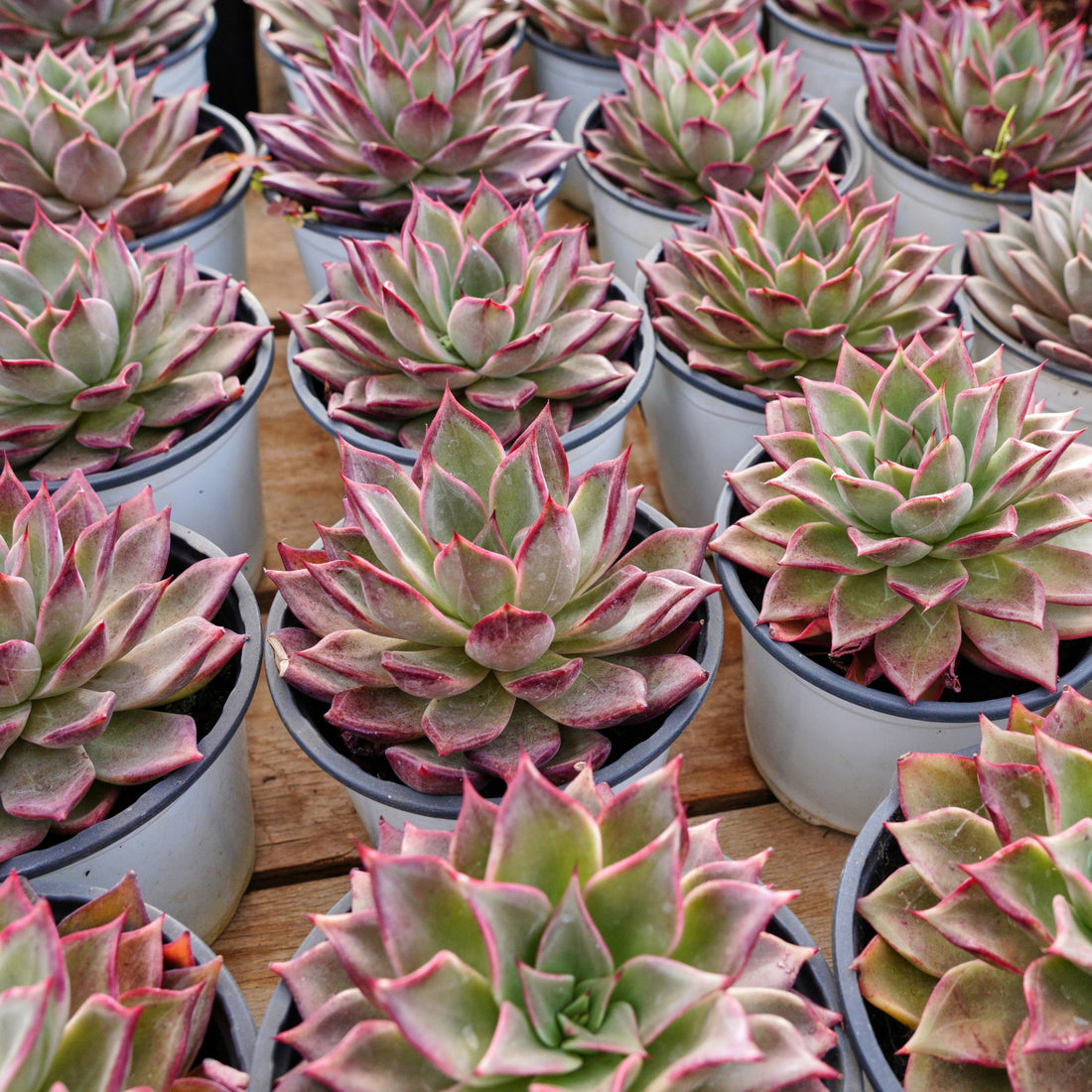 5'' Echeveria Red Madiba, Rare Live Succulent Plants