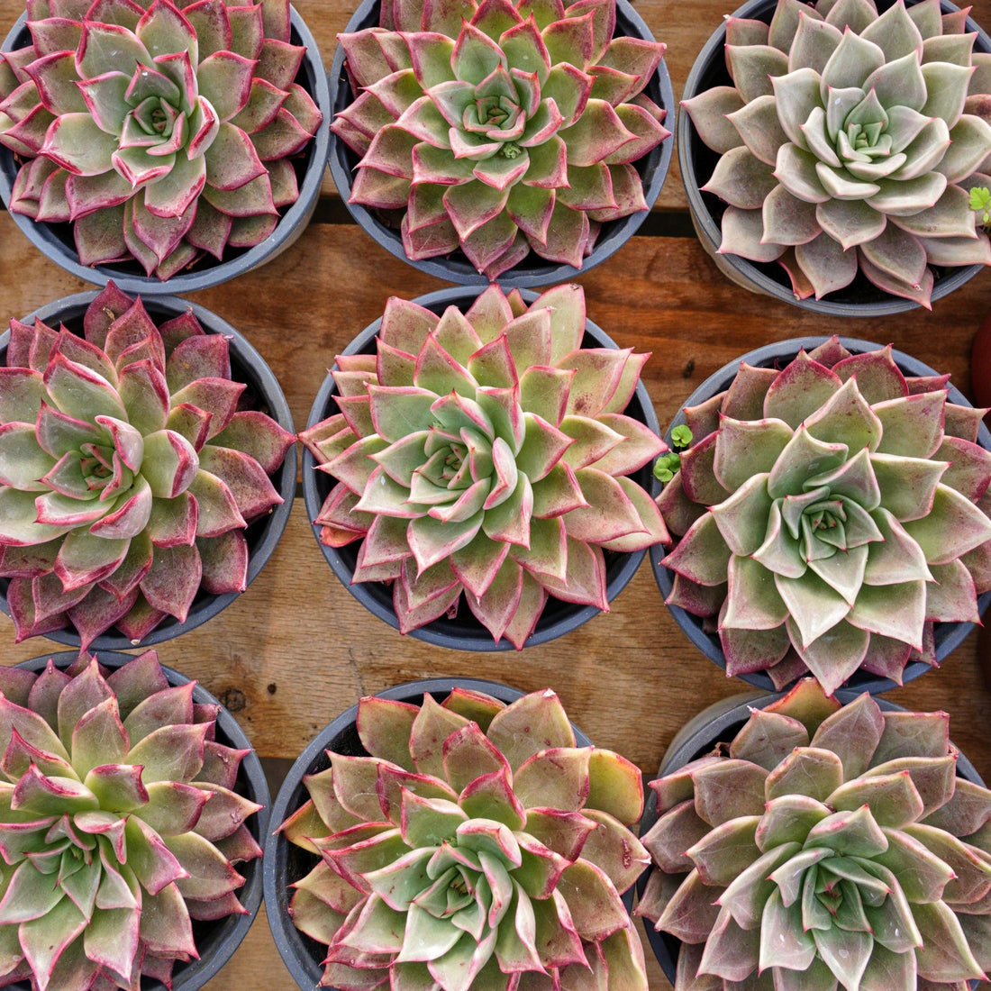 5'' Echeveria Red Madiba, Rare Live Succulent Plants