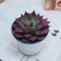 5'' Echeveria Red Madiba, Rare Live Succulent Plants