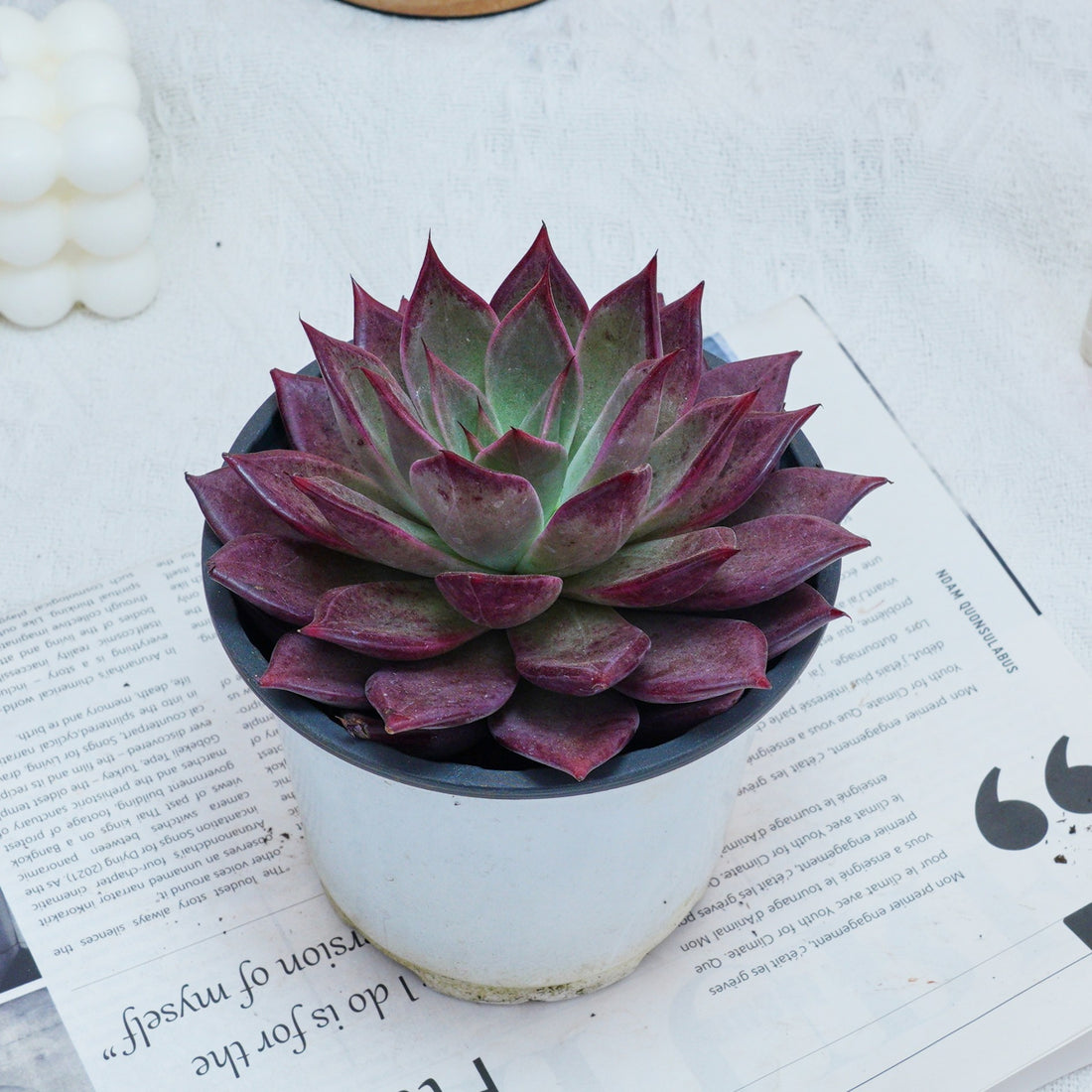 5'' Echeveria Red Madiba, Rare Live Succulent Plants