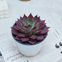 5'' Echeveria Red Madiba, Rare Live Succulent Plants