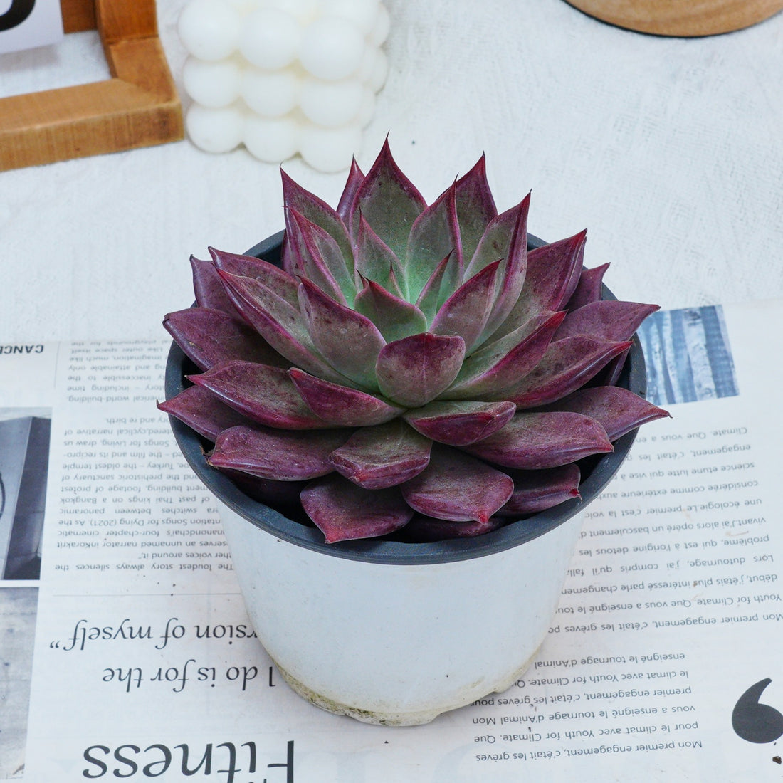 5'' Echeveria Red Madiba, Rare Live Succulent Plants