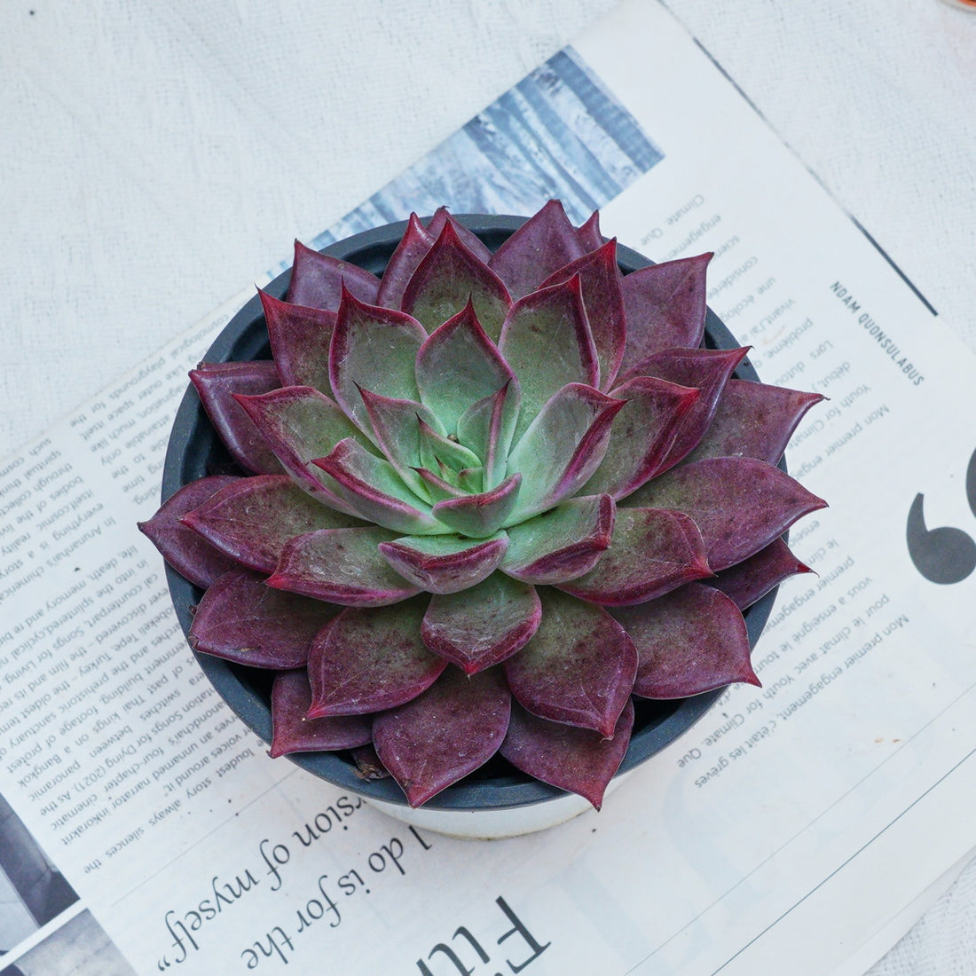 5'' Echeveria Red Madiba, Rare Live Succulent Plants