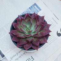 5'' Echeveria Red Madiba, Rare Live Succulent Plants