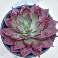 5'' Echeveria Red Madiba, Rare Live Succulent Plants
