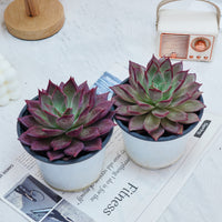5'' Echeveria Red Madiba, Rare Live Succulent Plants