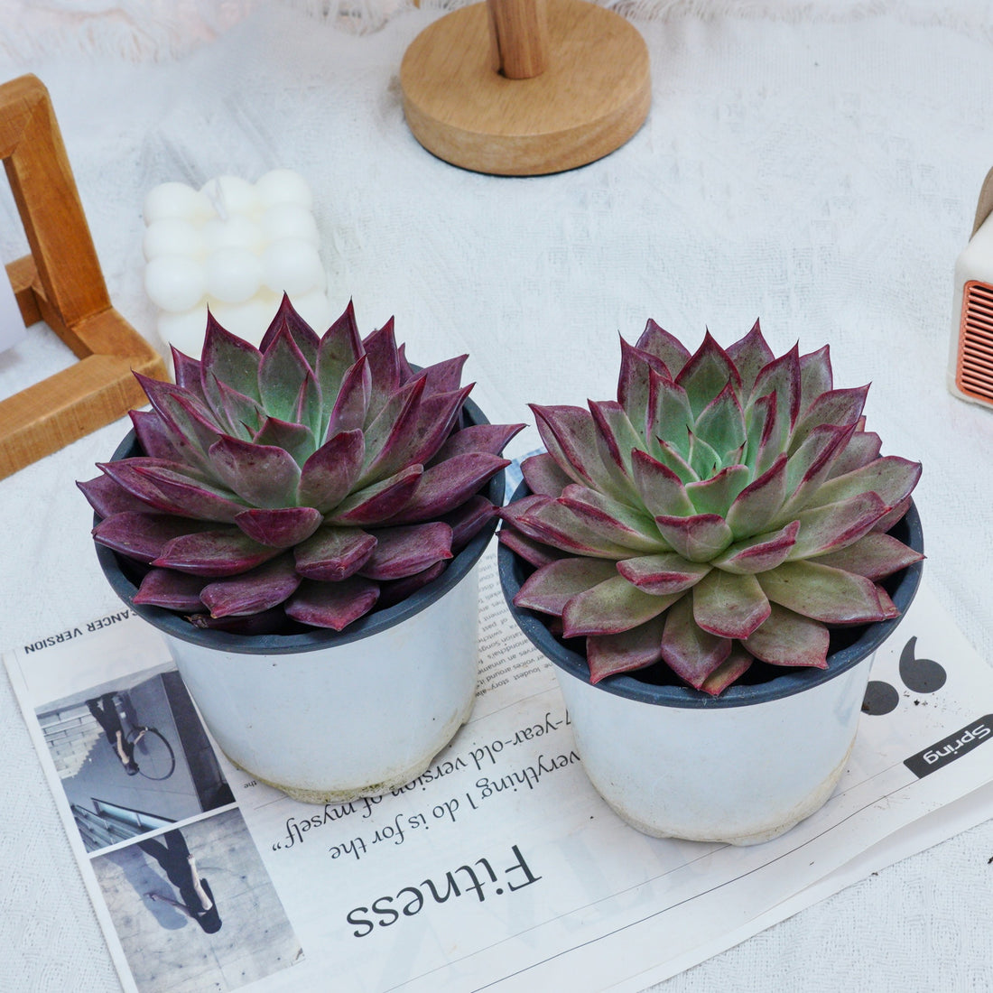 5'' Echeveria Red Madiba, Rare Live Succulent Plants