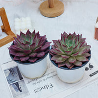 5'' Echeveria Red Madiba, Rare Live Succulent Plants