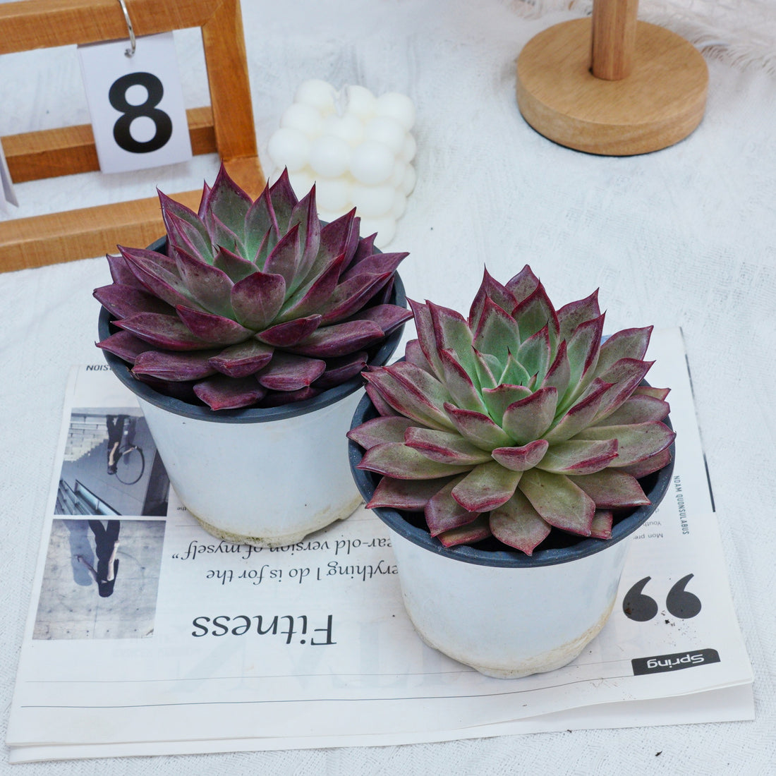 5'' Echeveria Red Madiba, Rare Live Succulent Plants