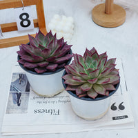 5'' Echeveria Red Madiba, Rare Live Succulent Plants