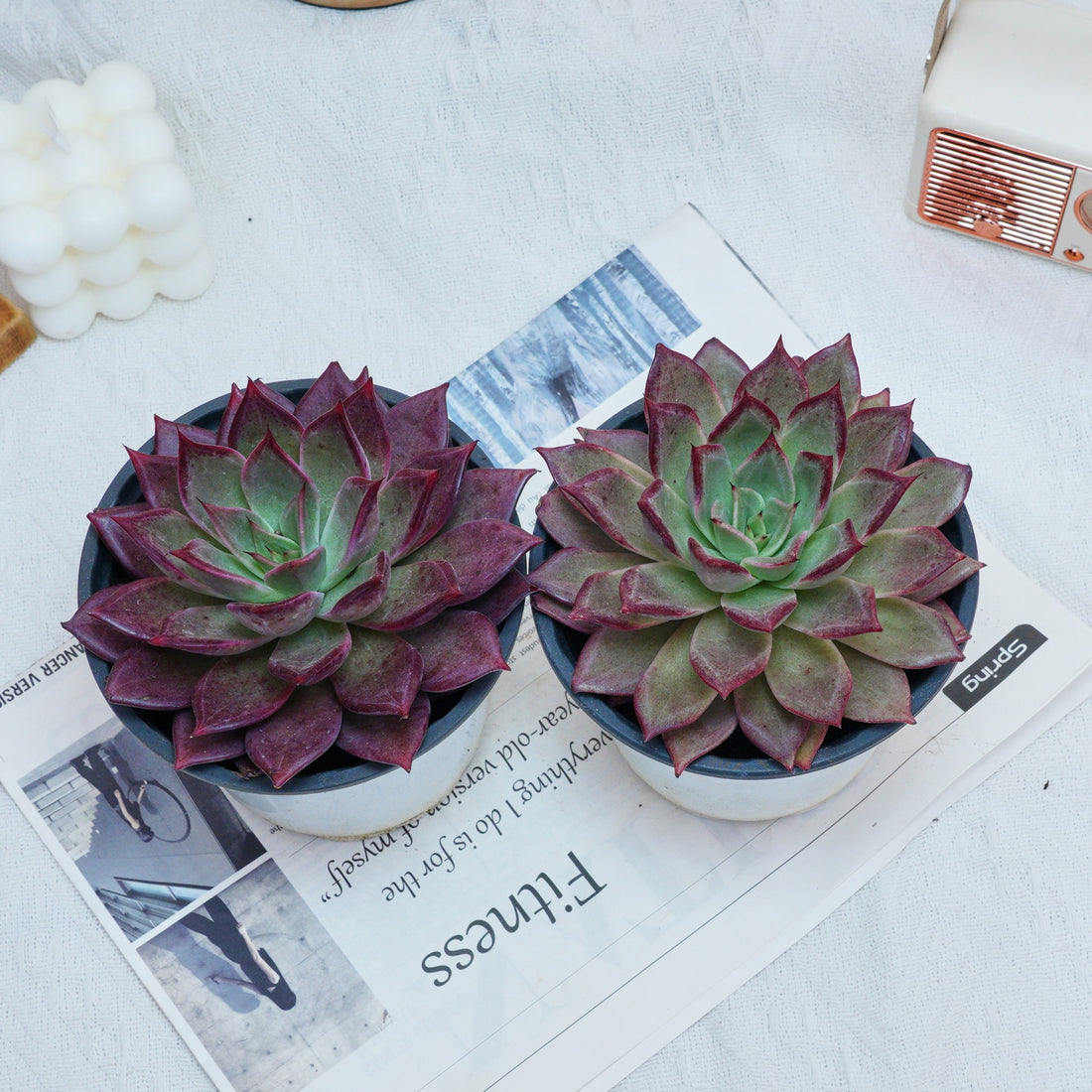 5'' Echeveria Red Madiba, Rare Live Succulent Plants