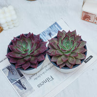 5'' Echeveria Red Madiba, Rare Live Succulent Plants