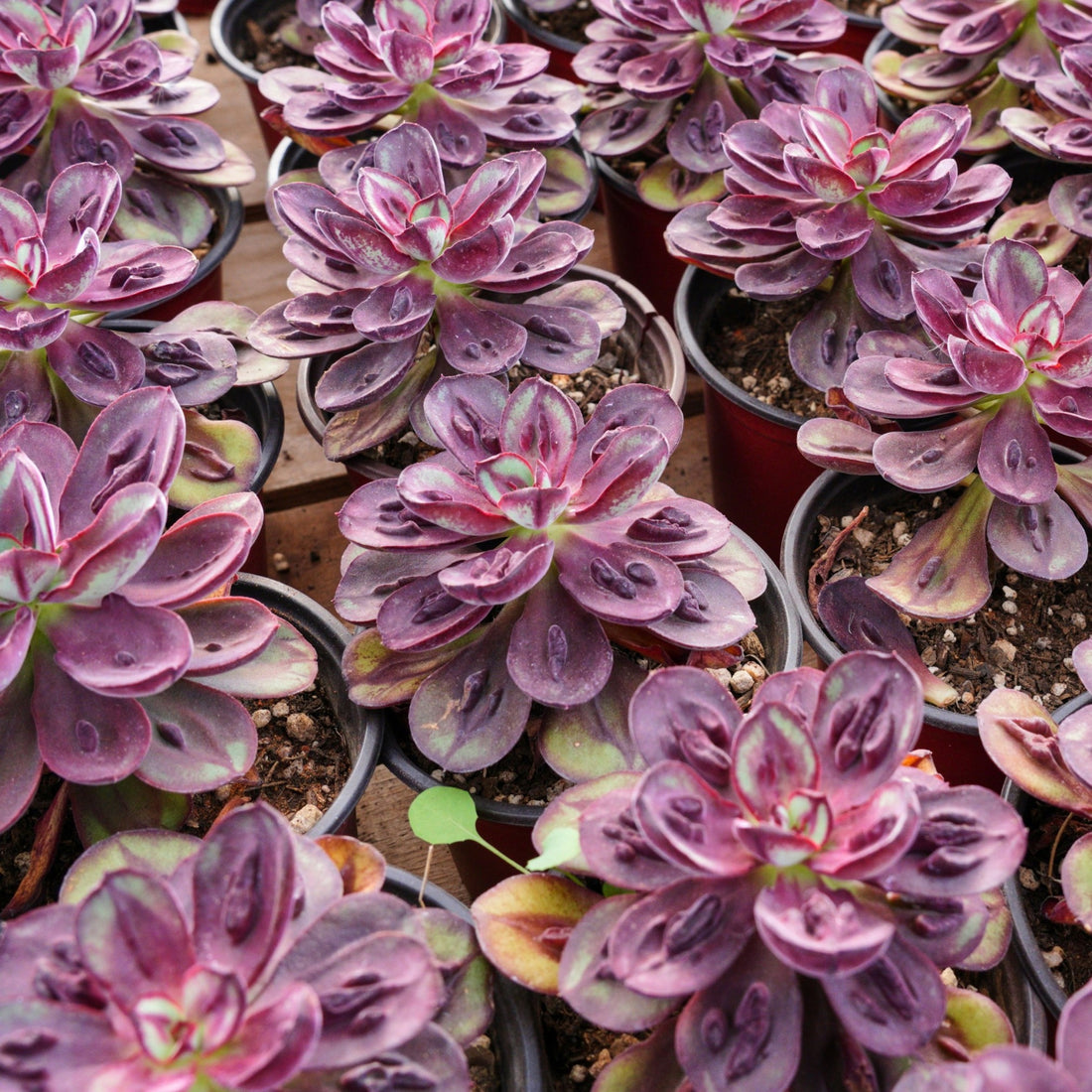5'' Echeveria Nodulosa S, Rare Live Succulent Plants