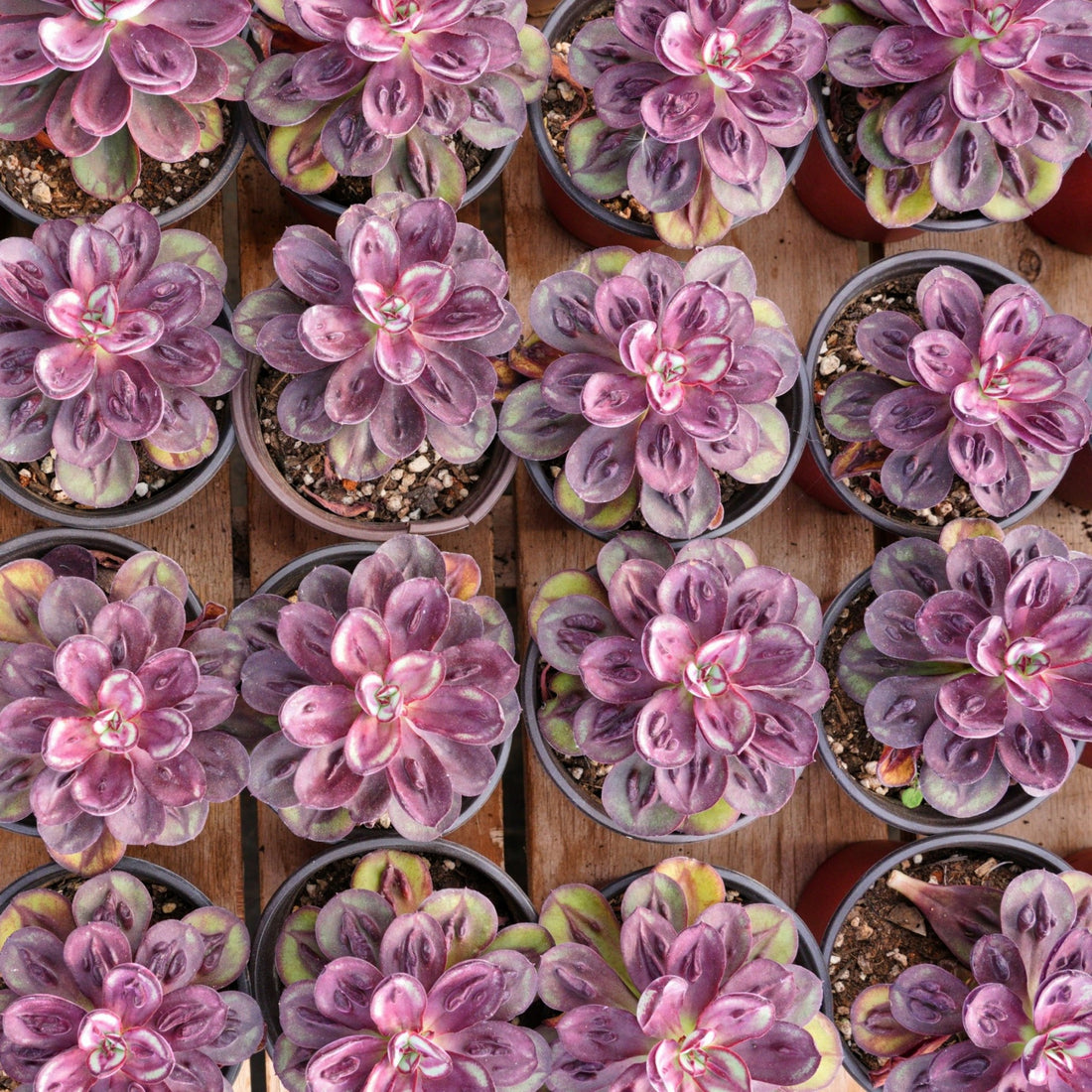 5'' Echeveria Nodulosa S, Rare Live Succulent Plants